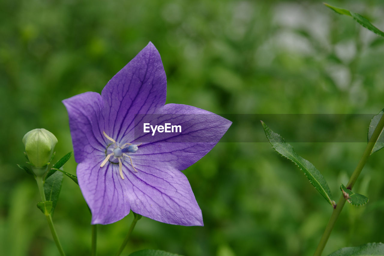 flower, flowering plant, plant, freshness, beauty in nature, purple, close-up, petal, fragility, flower head, nature, inflorescence, growth, wildflower, macro photography, focus on foreground, no people, green, harebell, botany, outdoors, plant part, leaf, blossom, springtime, meadow