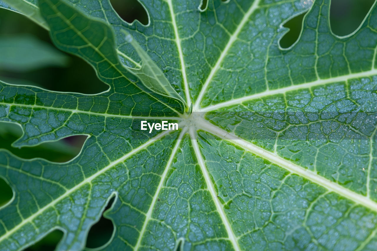 Close-up of wet leaves