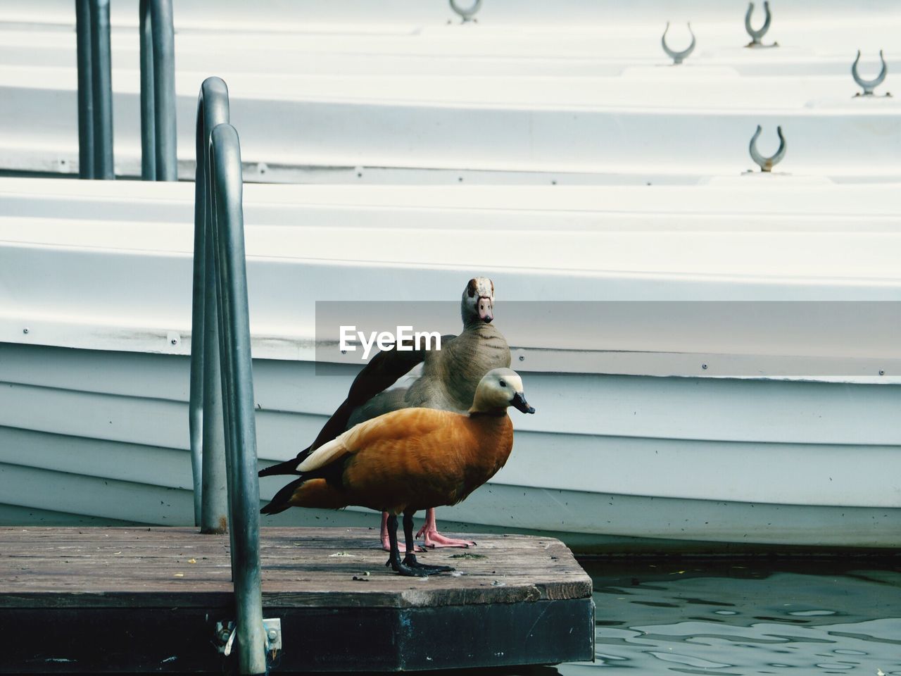 CLOSE-UP OF BIRD PERCHING BY WATER