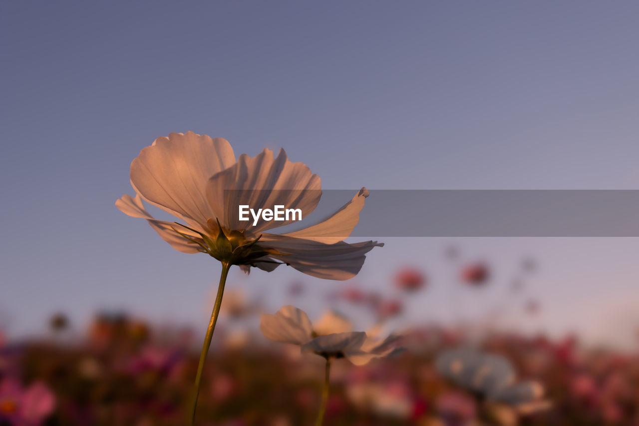 Close-up of white cosmos flower