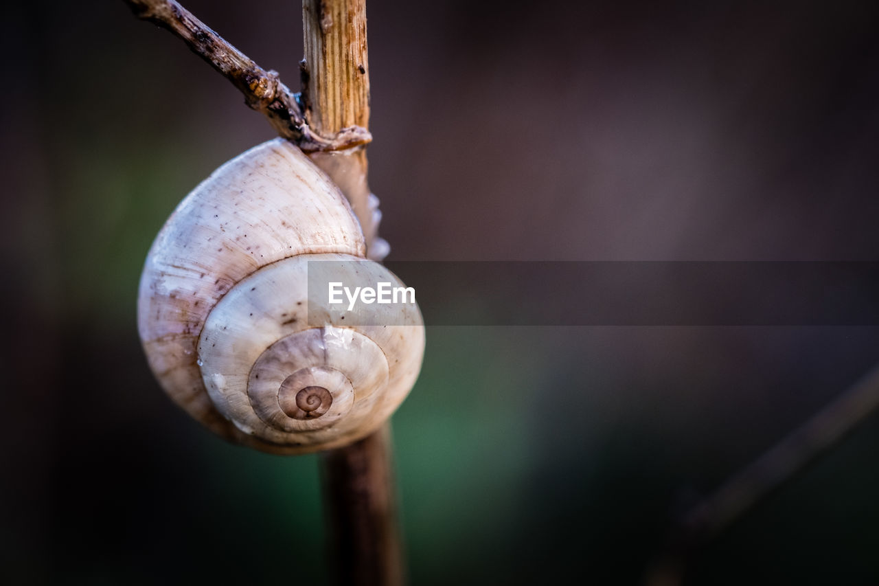 Close-up of snail on plant