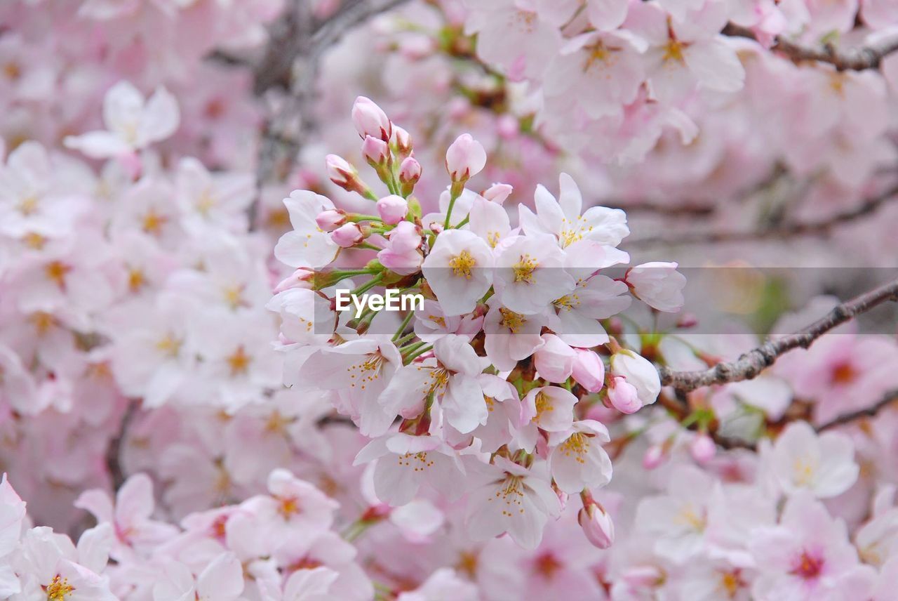 Close-up of pink cherry blossoms in spring