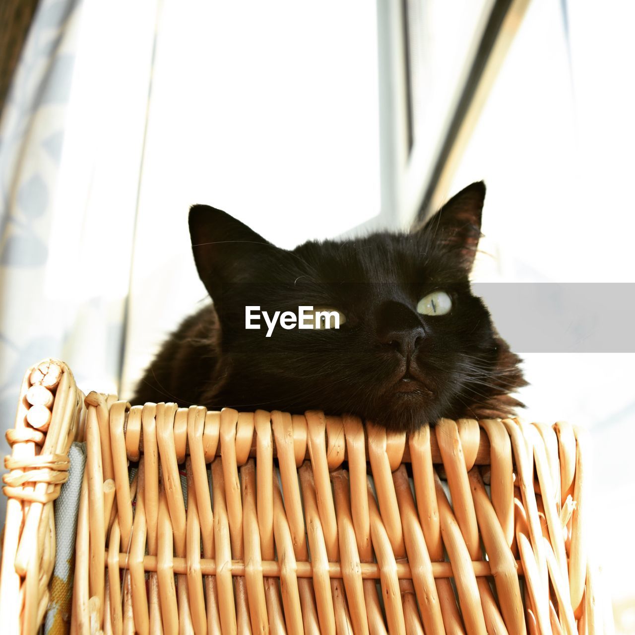 Portrait of black cat in basket