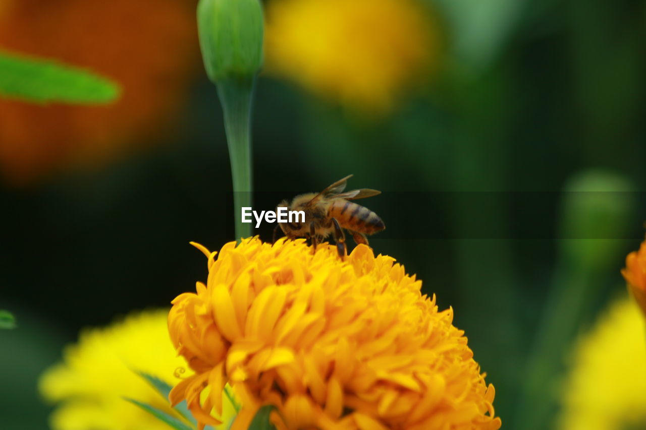 CLOSE-UP OF BUTTERFLY POLLINATING FLOWER