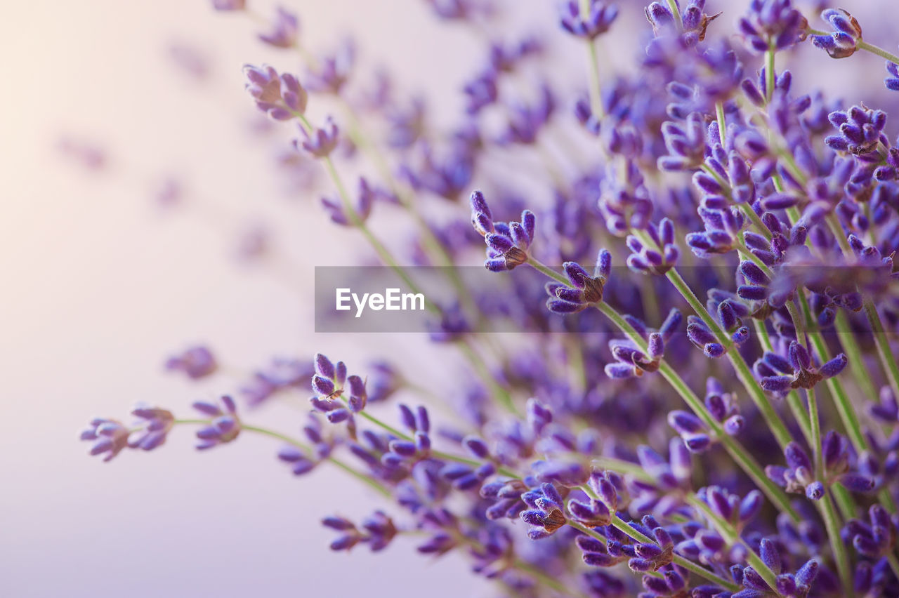 Close-up of purple flowers growing outdoors