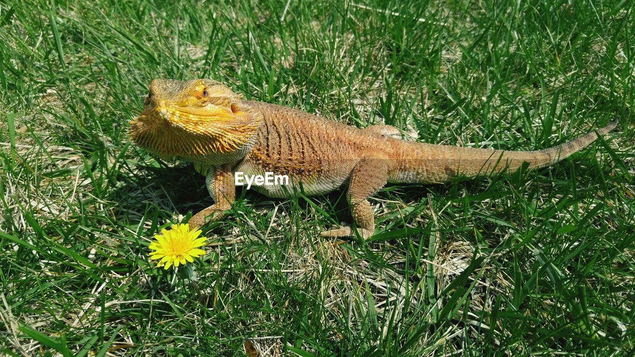 Portrait of a reptile on grass