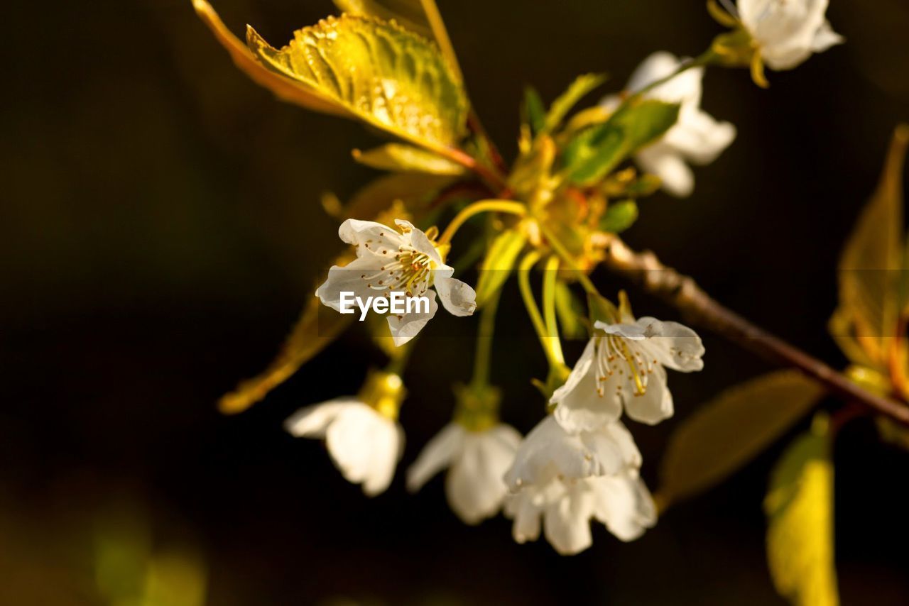 Close-up of white flowers