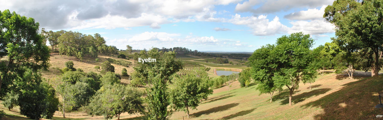 PANORAMIC SHOT OF TREES ON LAND AGAINST SKY