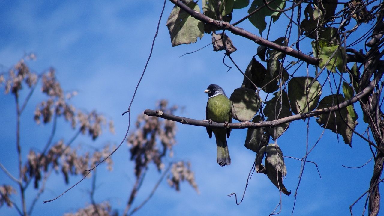 Bird perching on branch