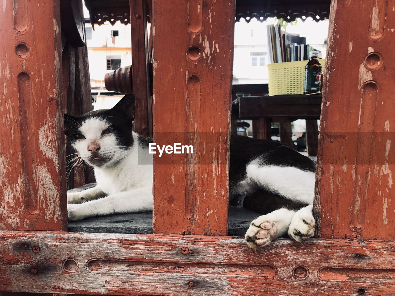 CAT LYING ON WOOD