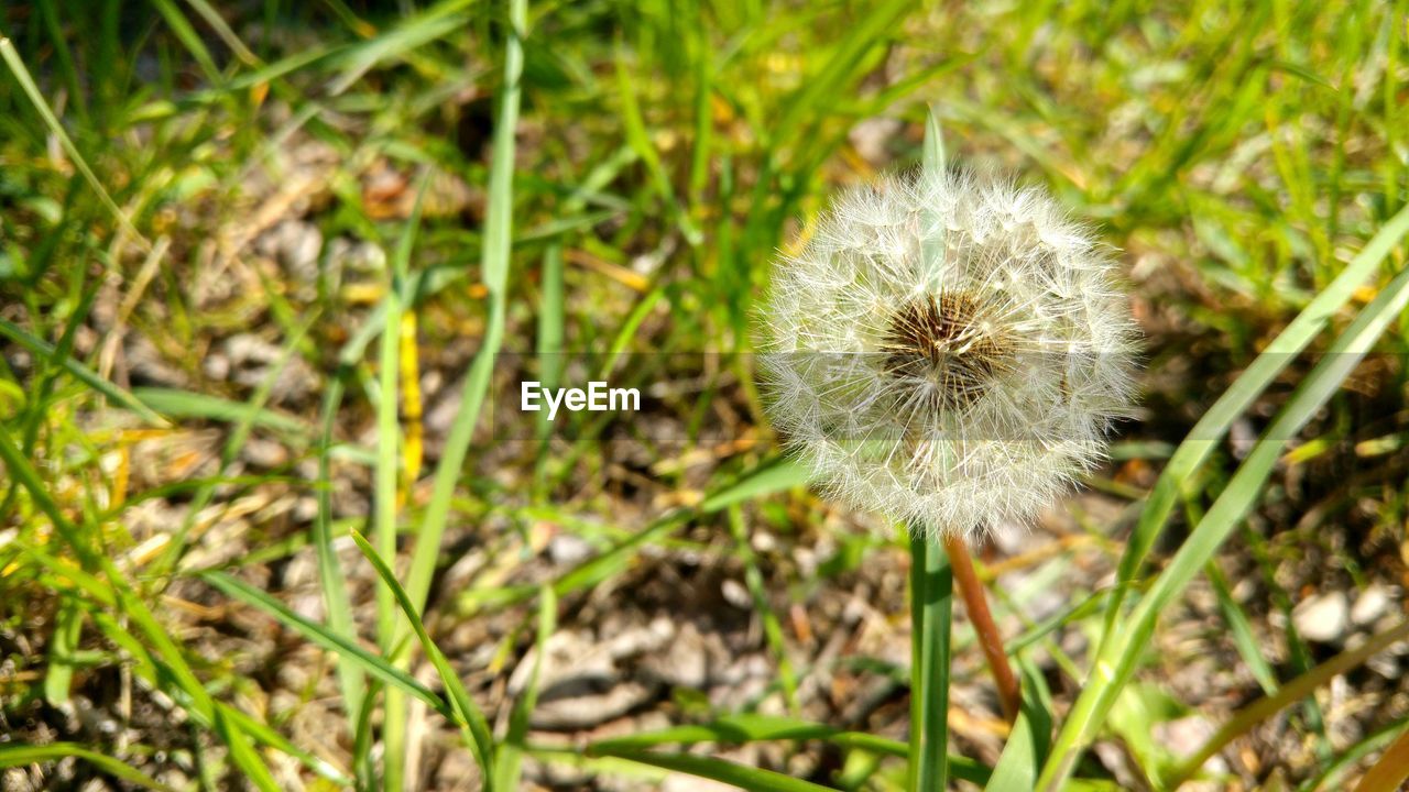 Close-up of dandelion on field