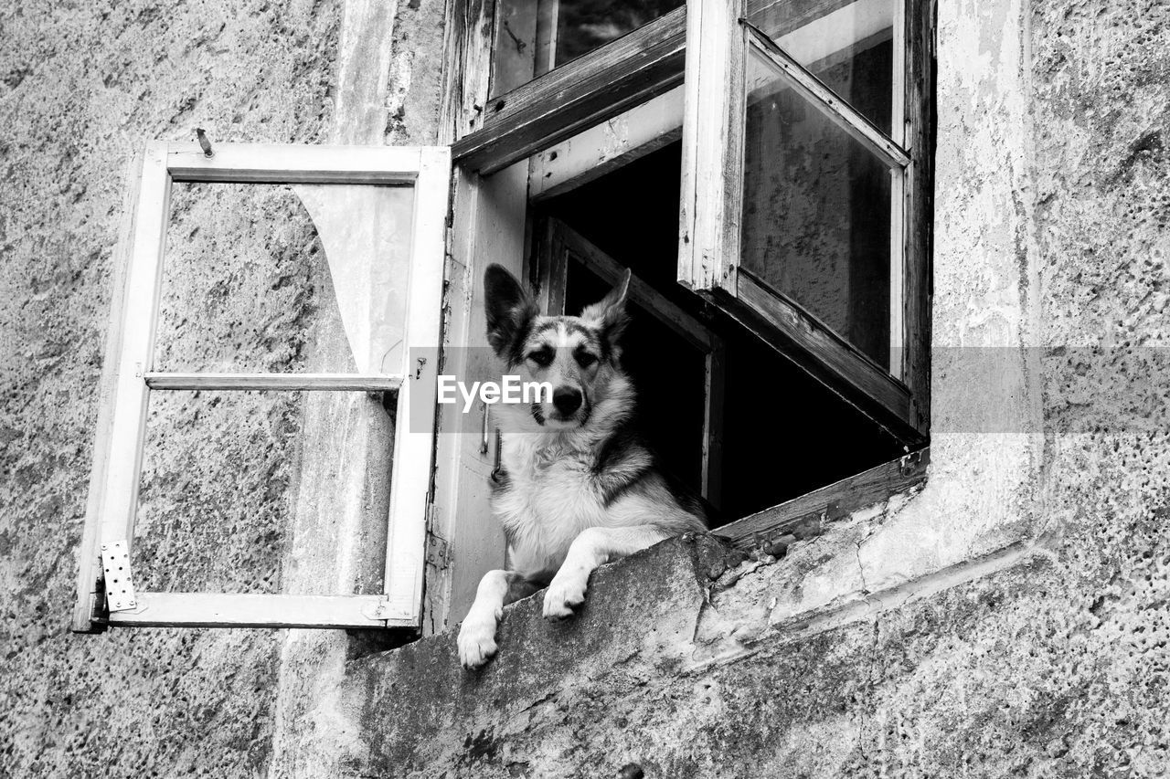 Low angle view of dog looking through window