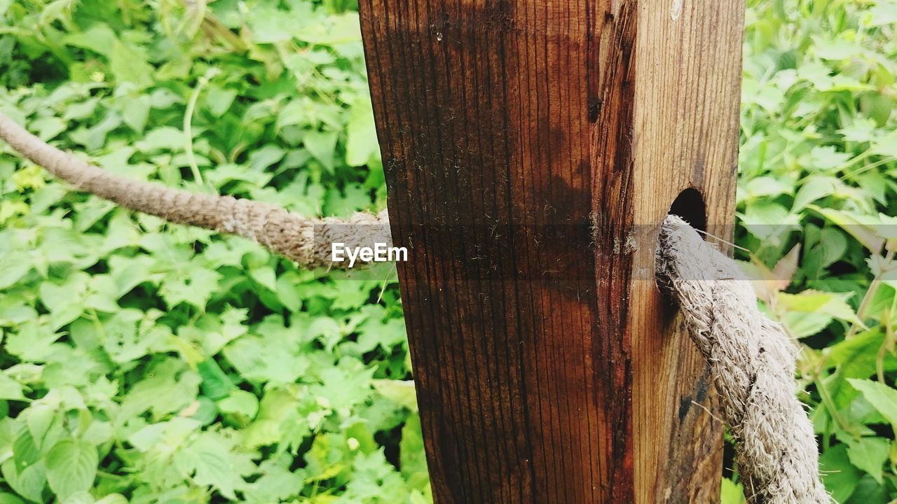 CLOSE-UP OF IGUANA ON TREE TRUNK