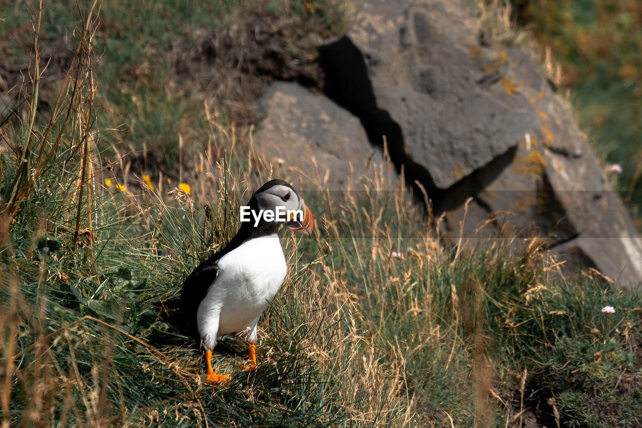 VIEW OF BIRD ON FIELD