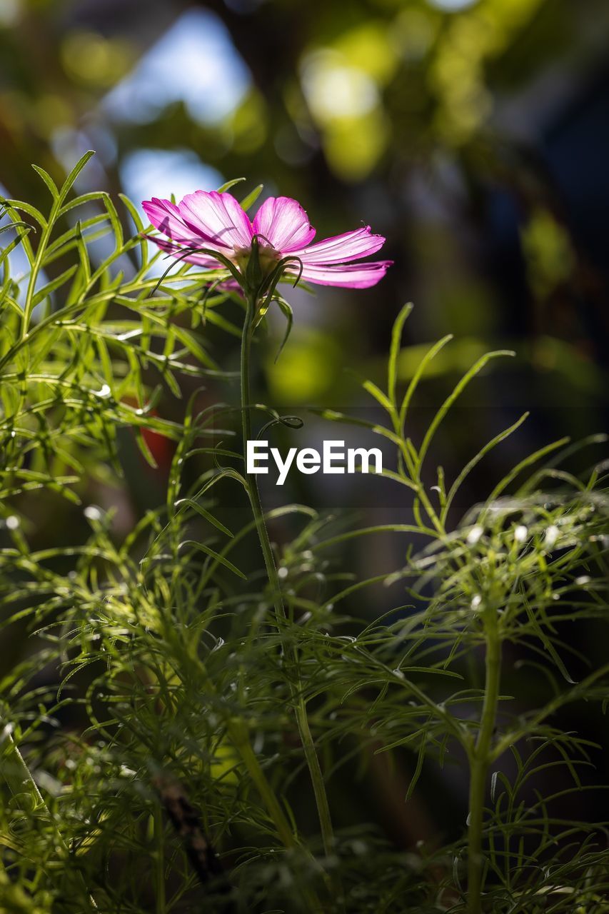 Close-up of purple flowering plant