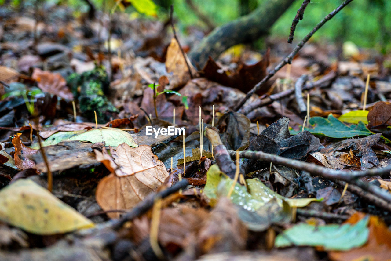 nature, forest, leaf, land, natural environment, plant part, woodland, plant, autumn, tree, wildlife, selective focus, no people, day, dry, field, outdoors, green, soil, tranquility, close-up, flower, branch, macro photography, falling, beauty in nature, growth, environment, fragility