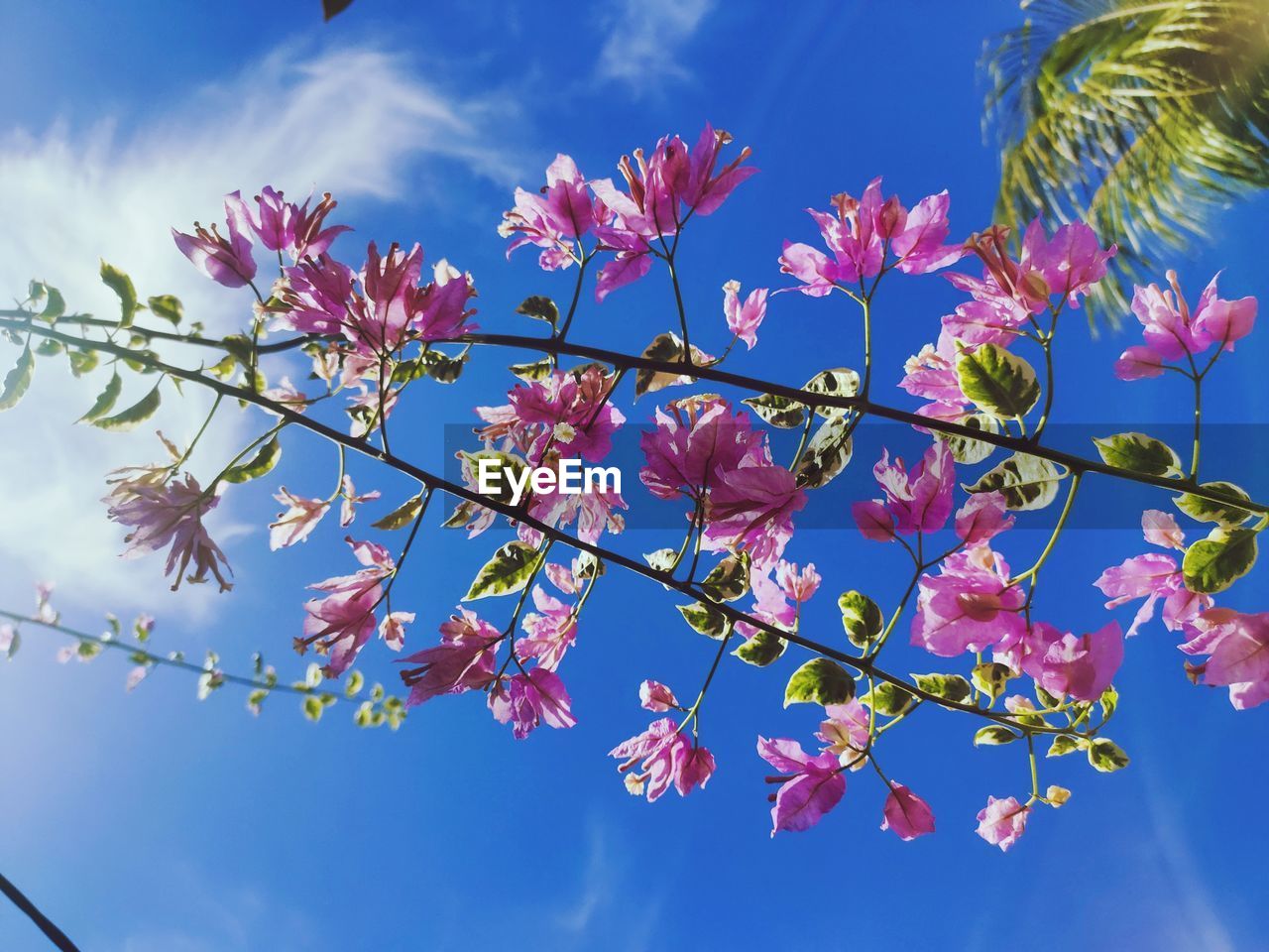 LOW ANGLE VIEW OF PINK CHERRY BLOSSOMS AGAINST SKY