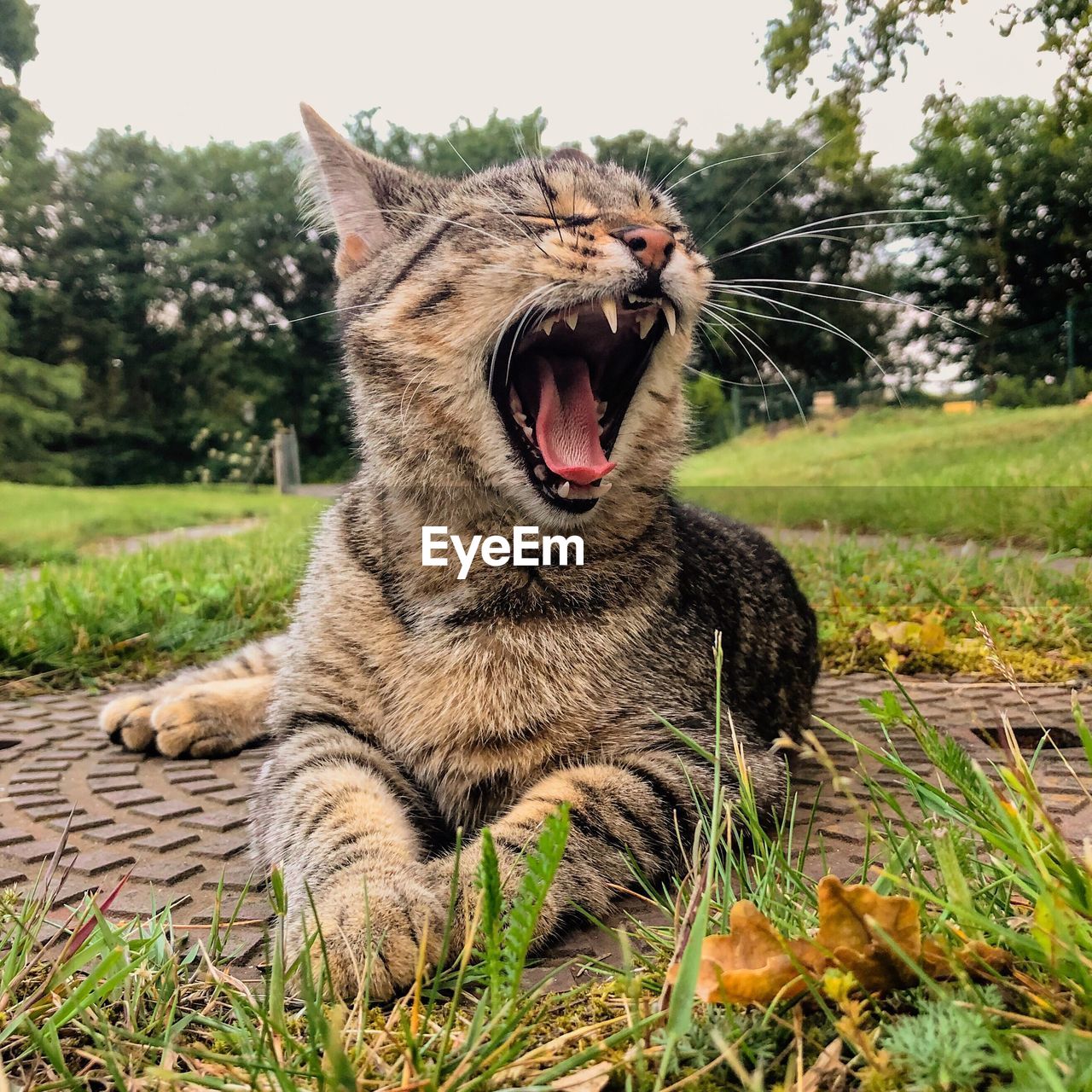 Close-up of a cat yawning