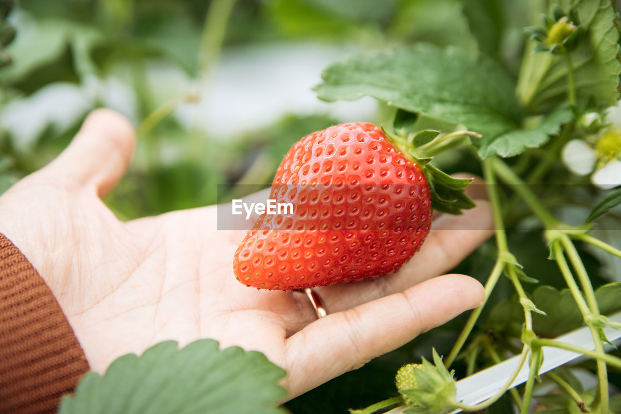 CLOSE-UP OF HAND HOLDING STRAWBERRY ON LEAF