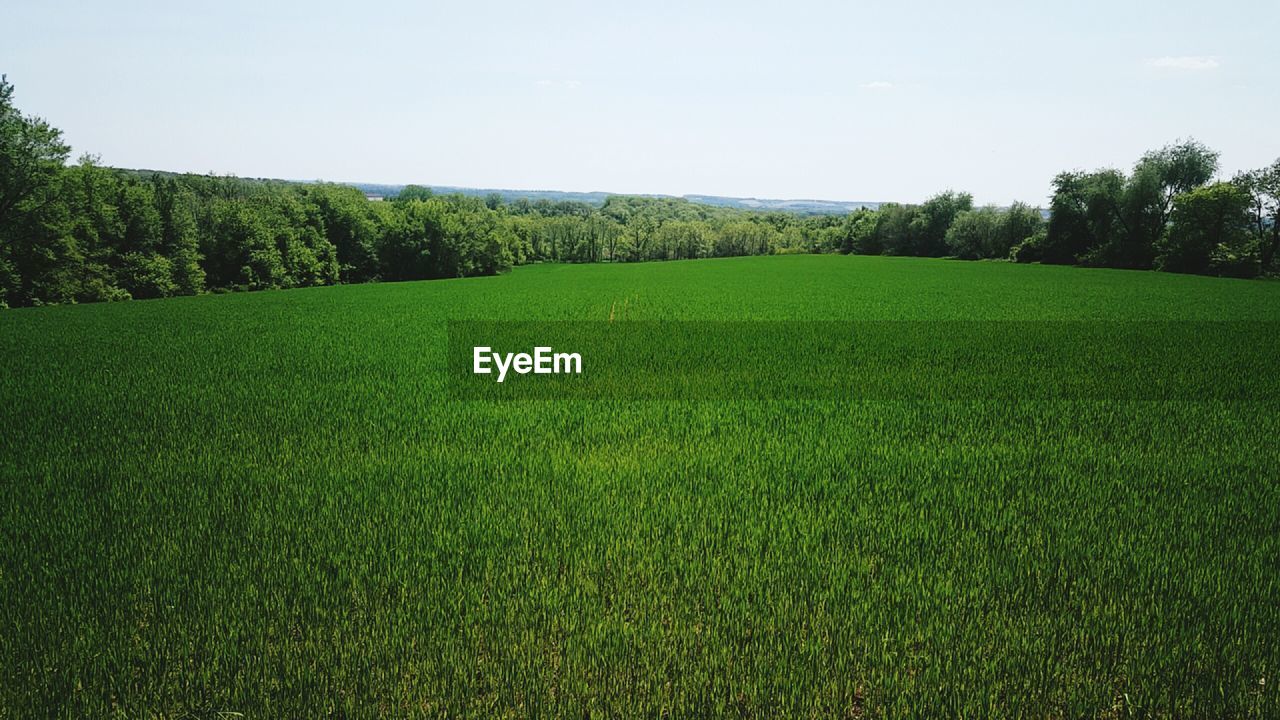 Trees on grassy field against clear sky