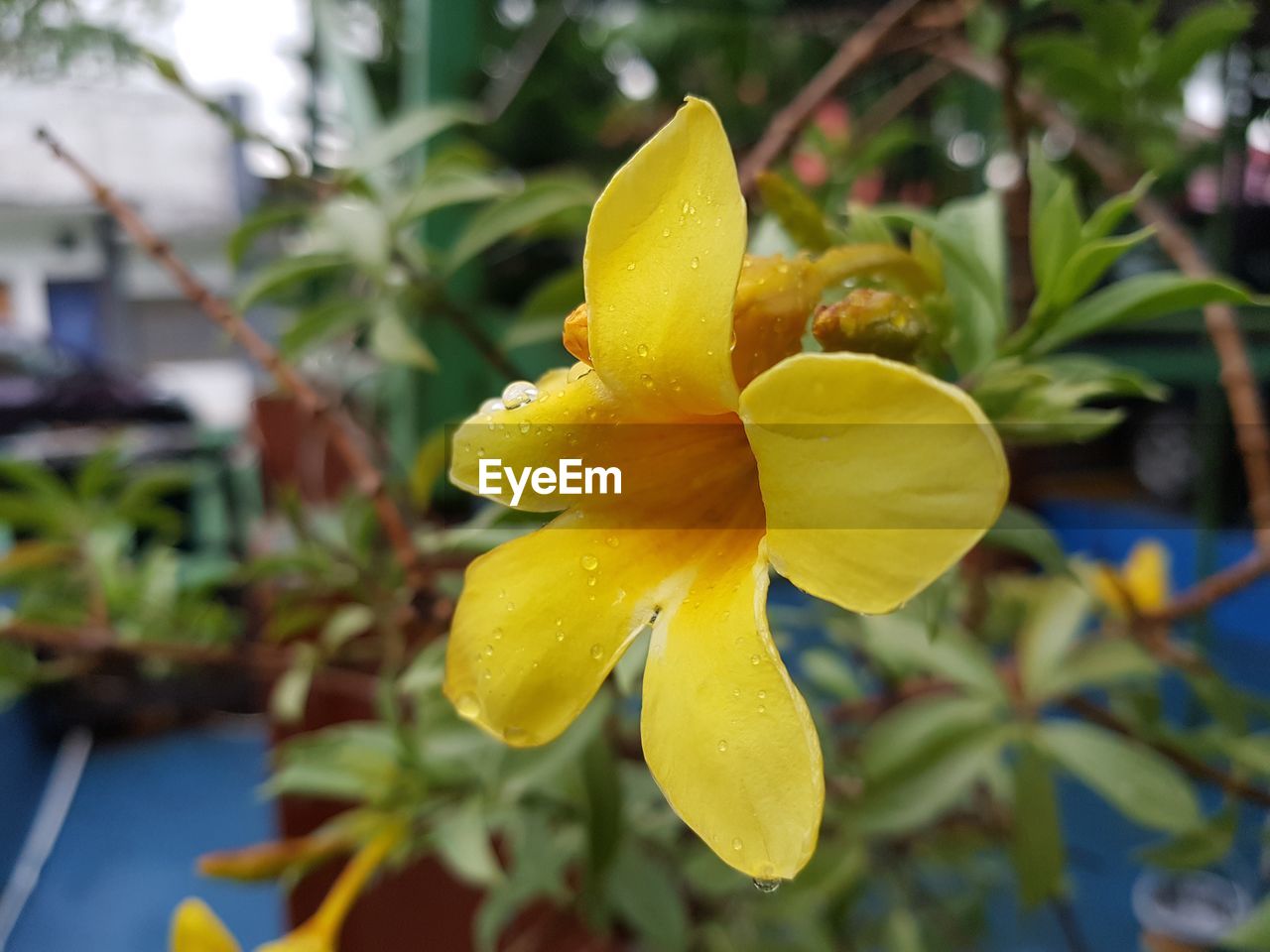 CLOSE-UP OF WET YELLOW FLOWERS BLOOMING OUTDOORS