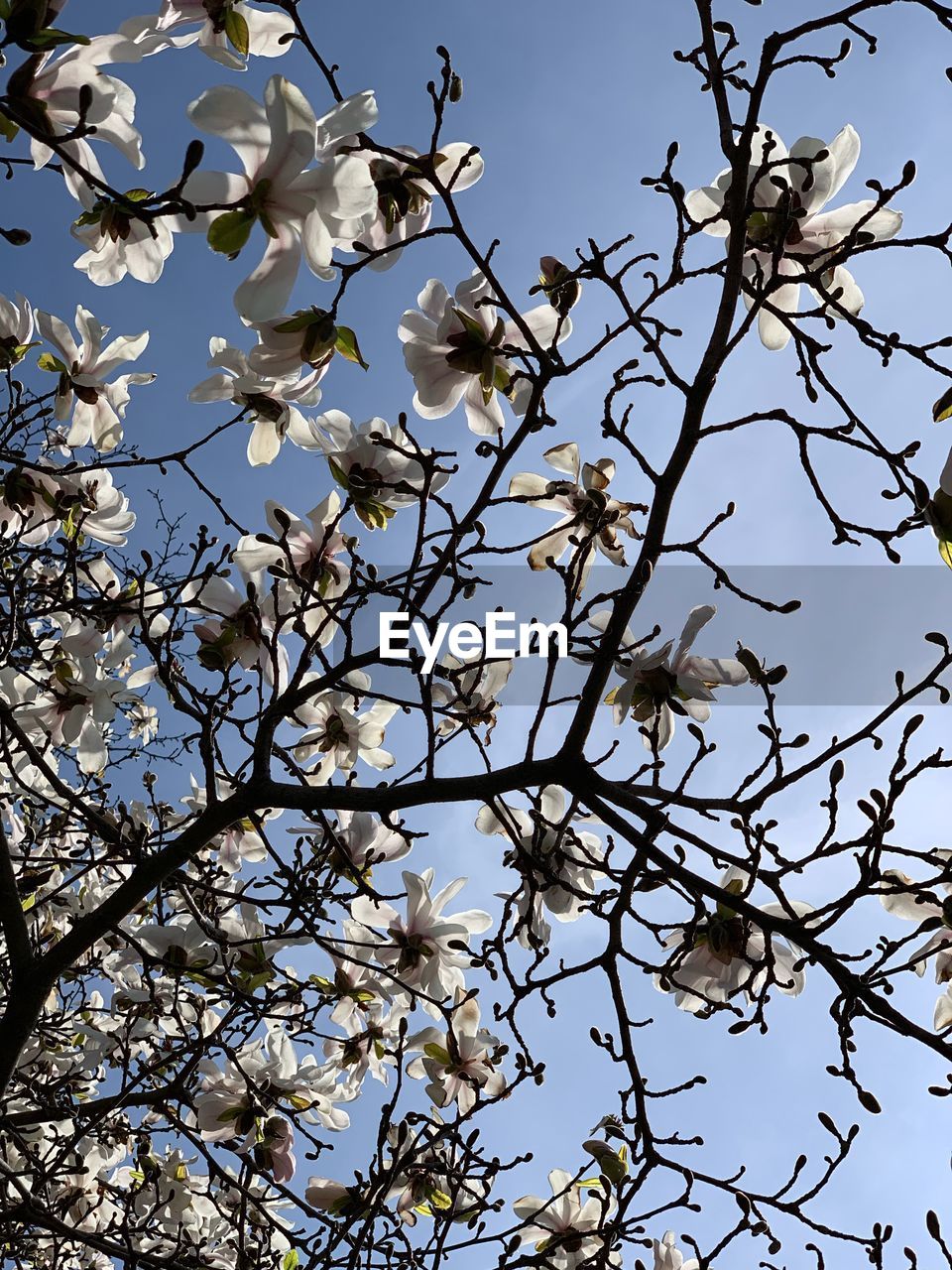 Low angle view of flowering tree against clear sky