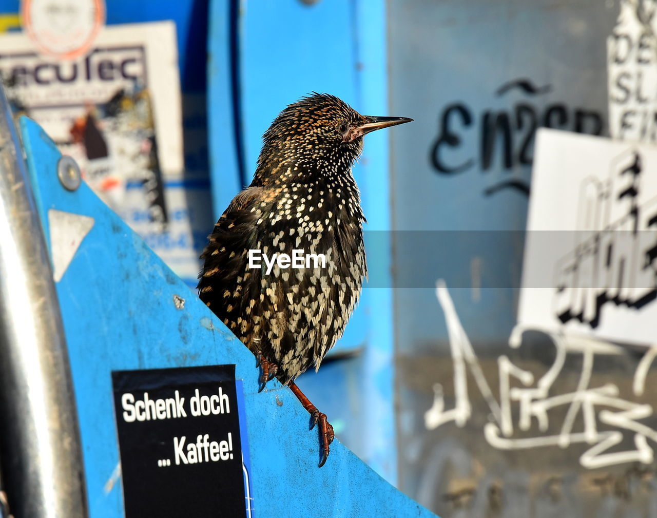 animal, bird, animal themes, text, animal wildlife, blue, wildlife, focus on foreground, no people, communication, day, one animal, western script, close-up, perching, outdoors