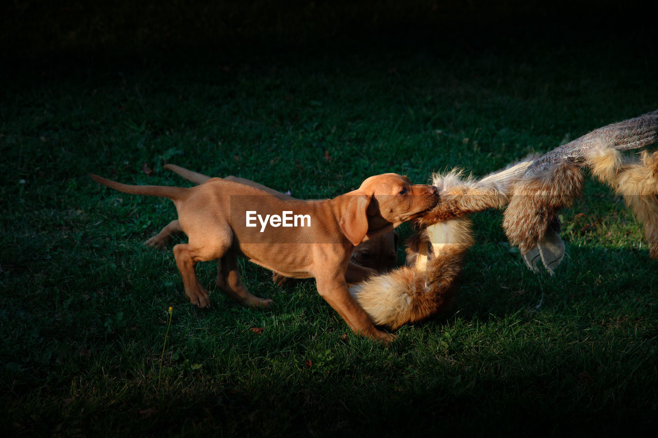 High angle view of puppies pulling toy on grass