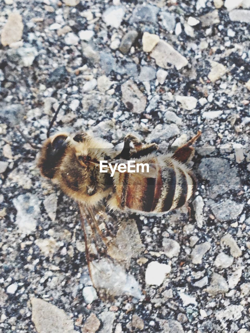 Close-up of dead honeybee