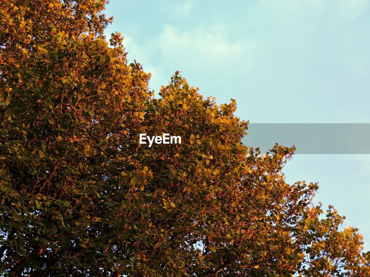 Low angle view of tree against sky