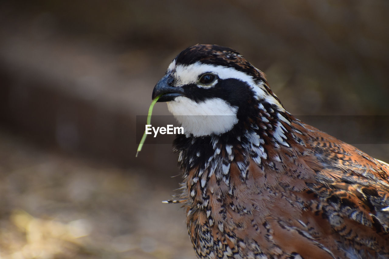 Close-up of a bird