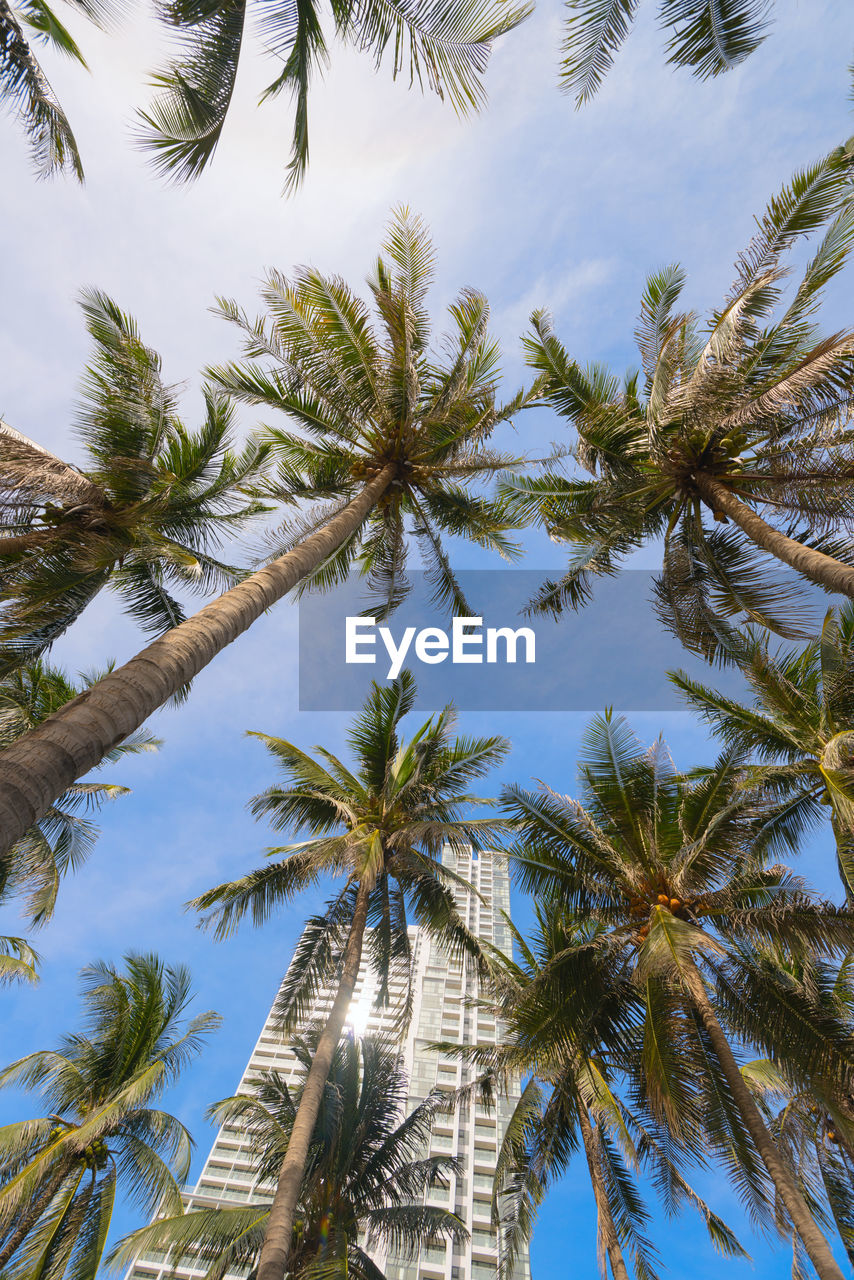 Beautiful tropical cityscape with modern architecture and palm trees view looking up.