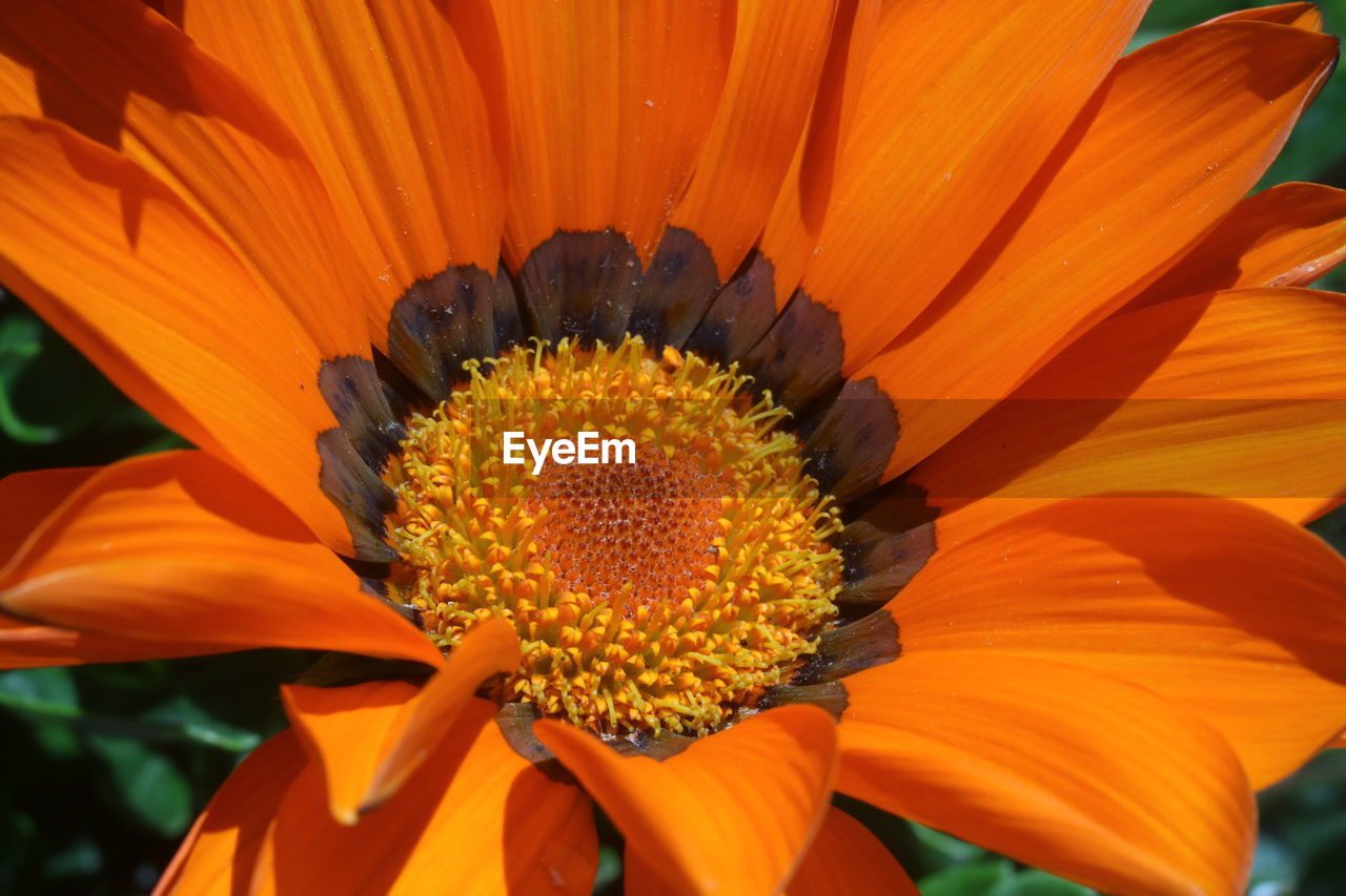 Close-up of orange flower