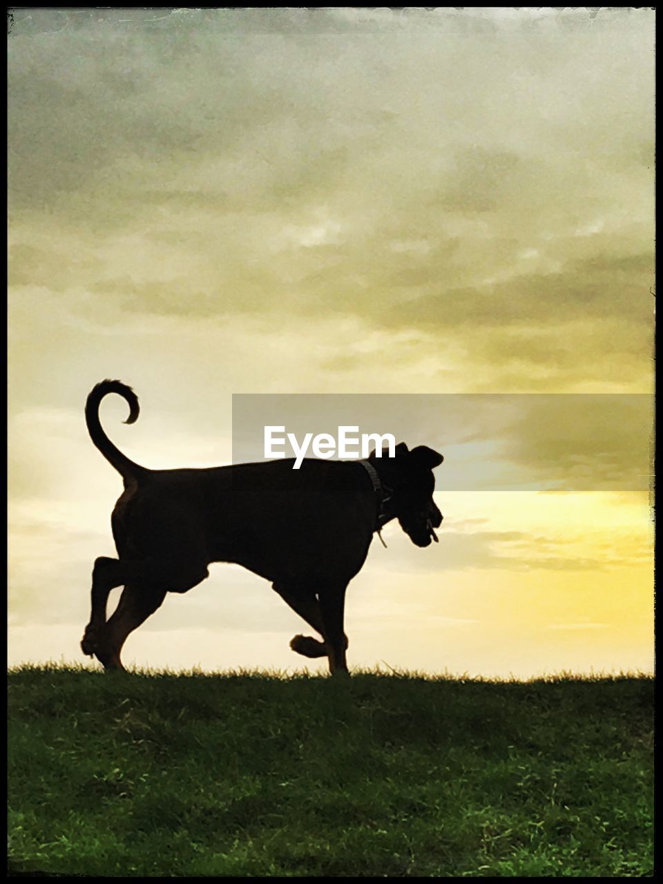 SILHOUETTE OF DOG ON FIELD