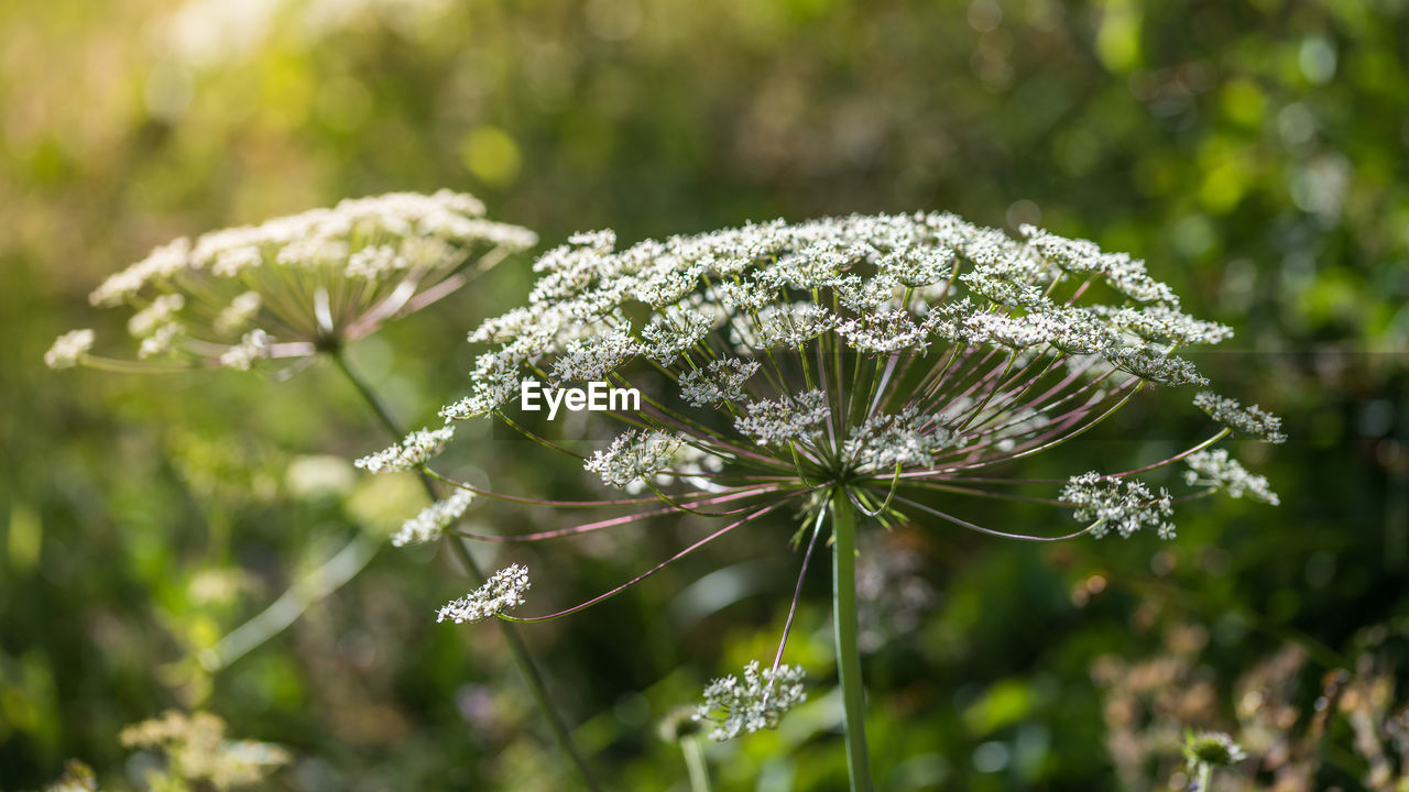 Close-up of white flowering plant