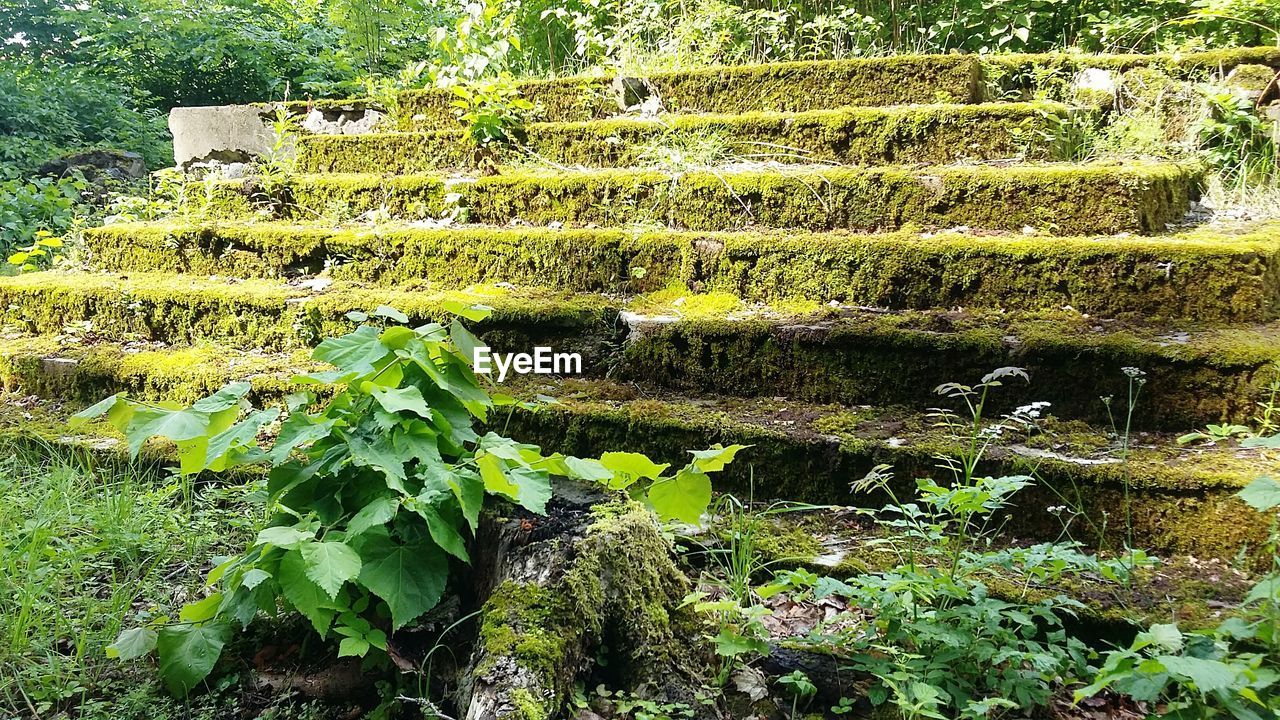 High angle view of plants growing on land