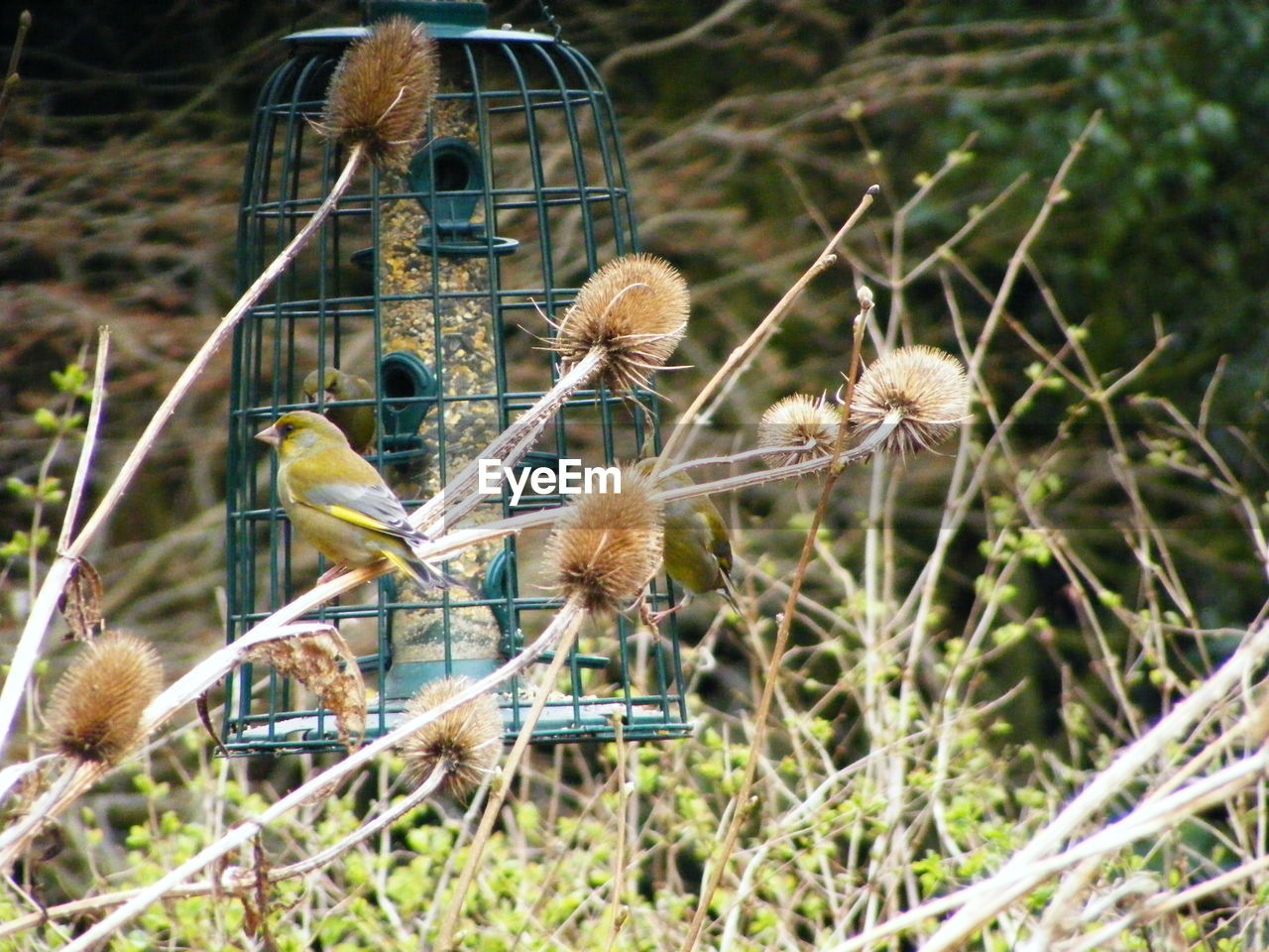 CLOSE-UP OF BIRDS ON GRASS