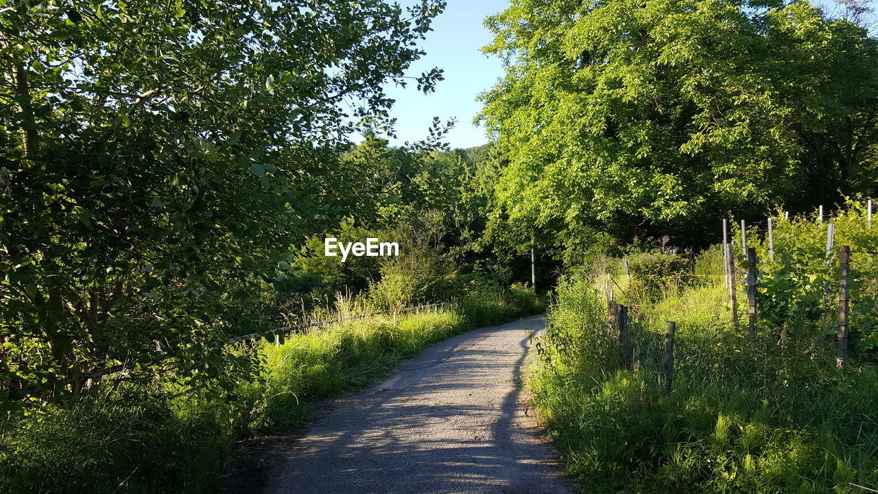 FOOTPATH AMIDST TREES AGAINST SKY