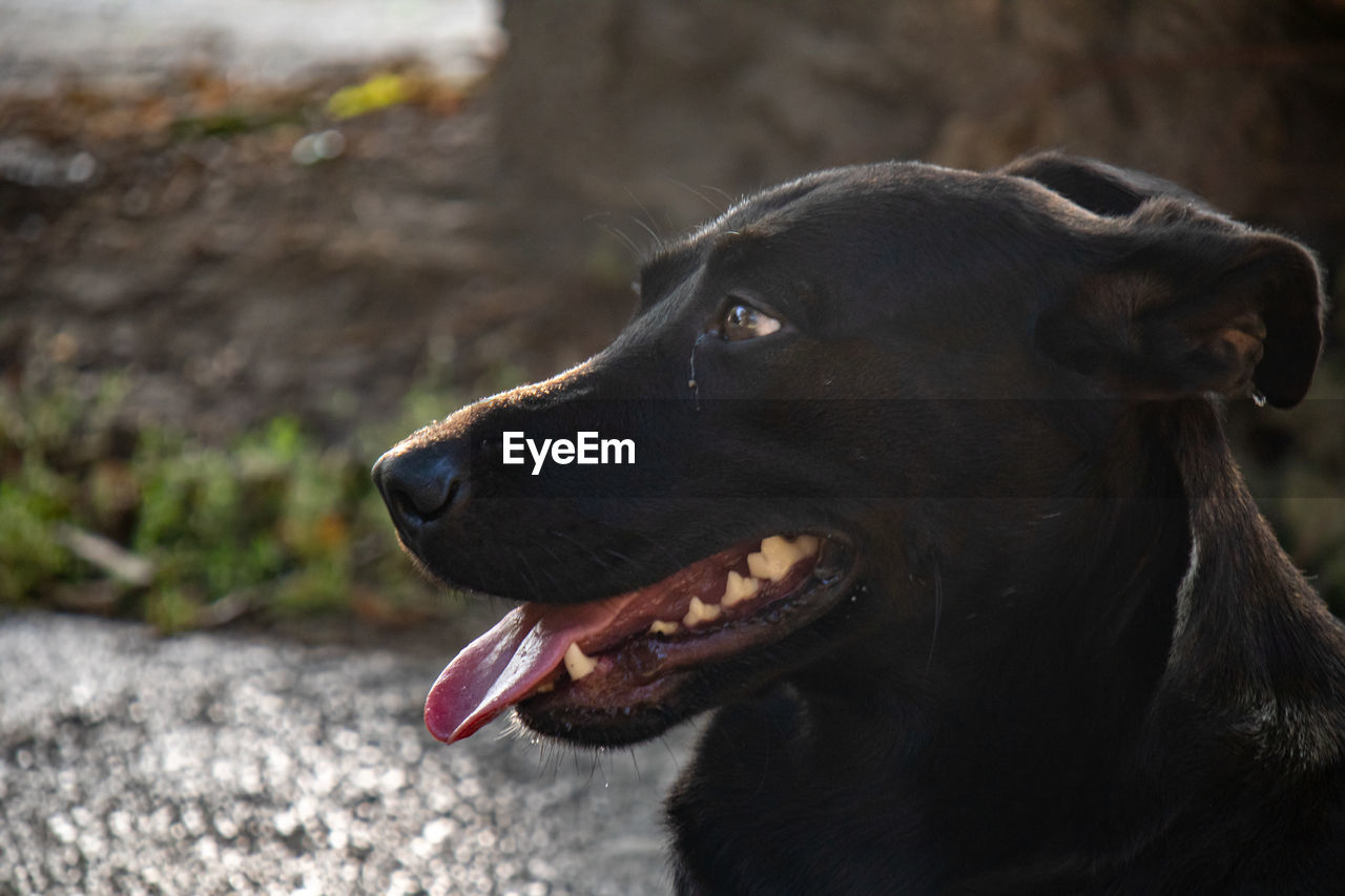 Cute black dog with its mouth open