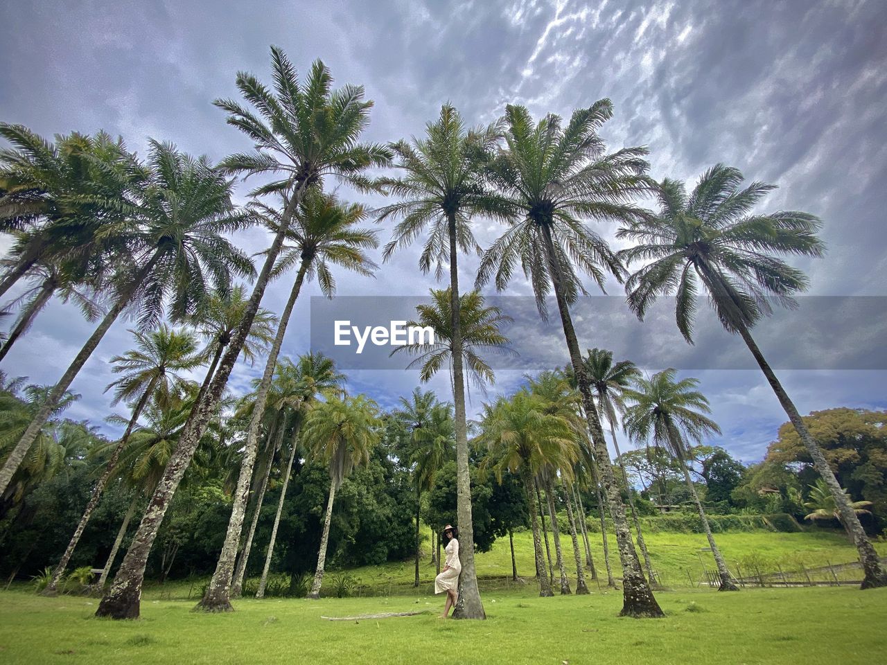 PALM TREES GROWING ON FIELD AGAINST SKY