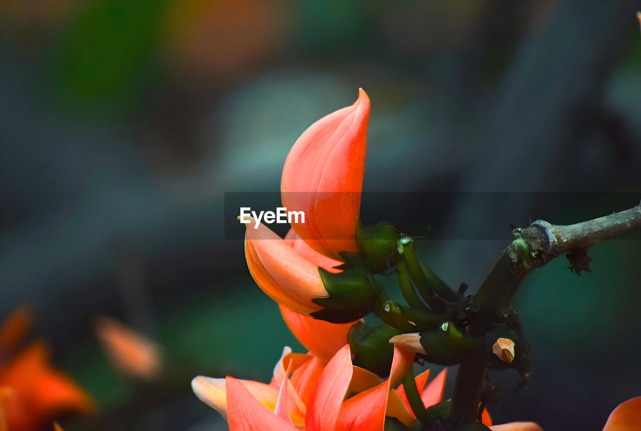 flower, flowering plant, plant, macro photography, beauty in nature, leaf, nature, freshness, close-up, yellow, petal, fragility, blossom, growth, green, red, flower head, orange color, no people, focus on foreground, inflorescence, outdoors, plant part, plant stem, botany, day, bud, fruit, wildflower, springtime, autumn