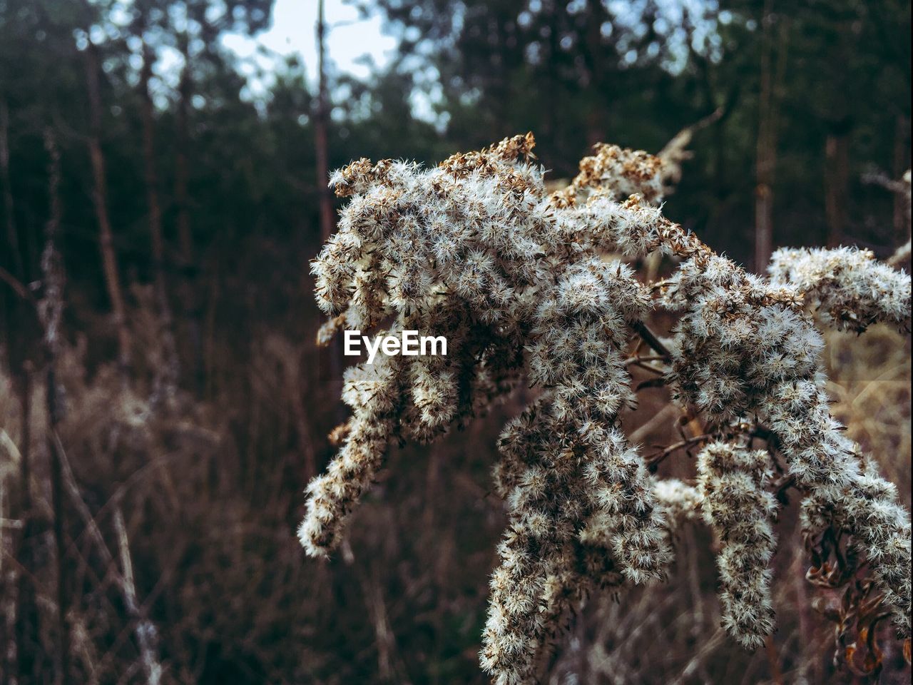 Close-up of snow on plant