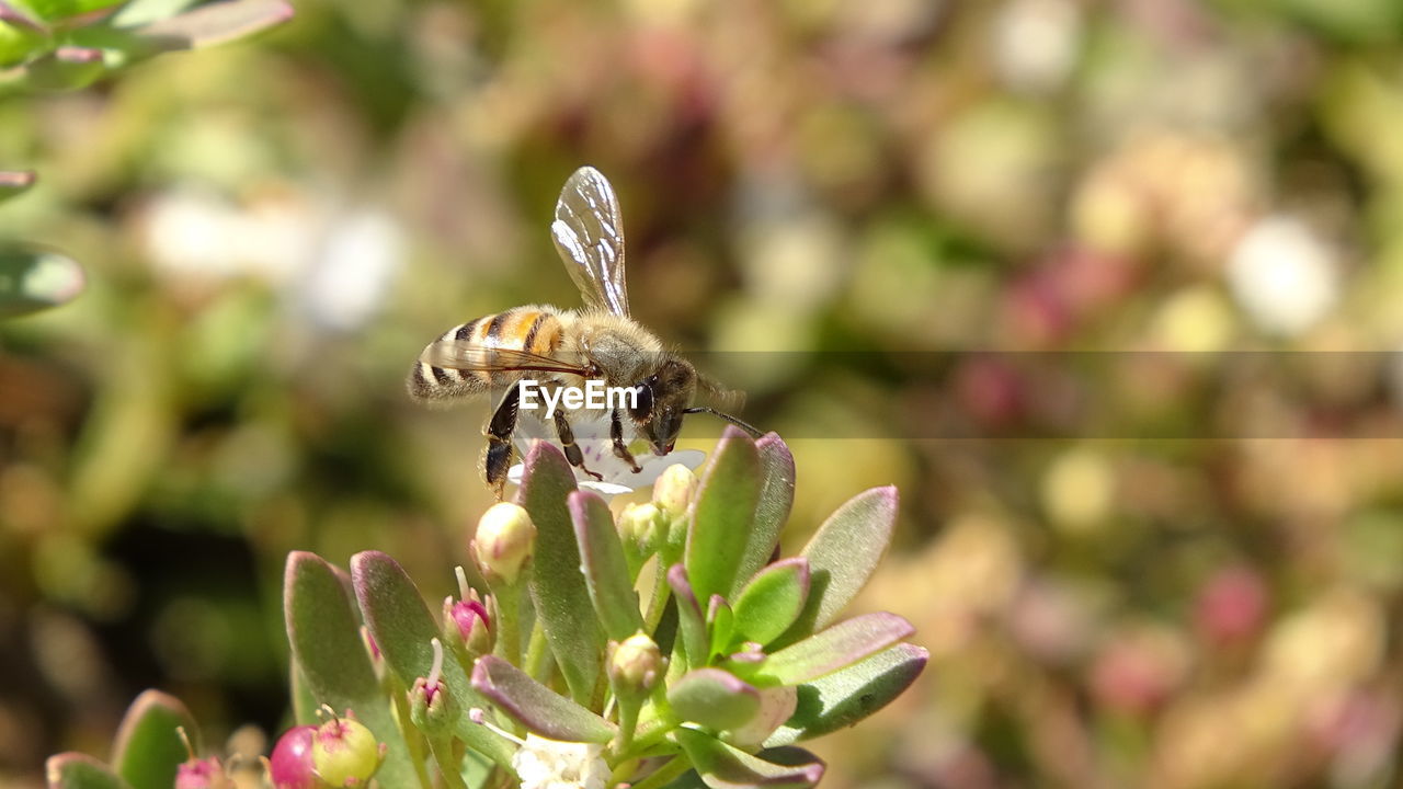 CLOSE-UP OF BUG ON FLOWER