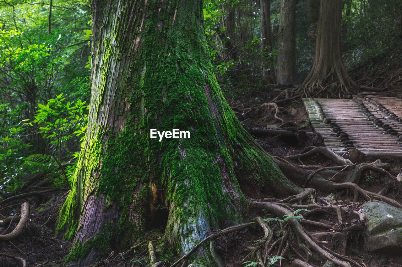 Trees growing in forest