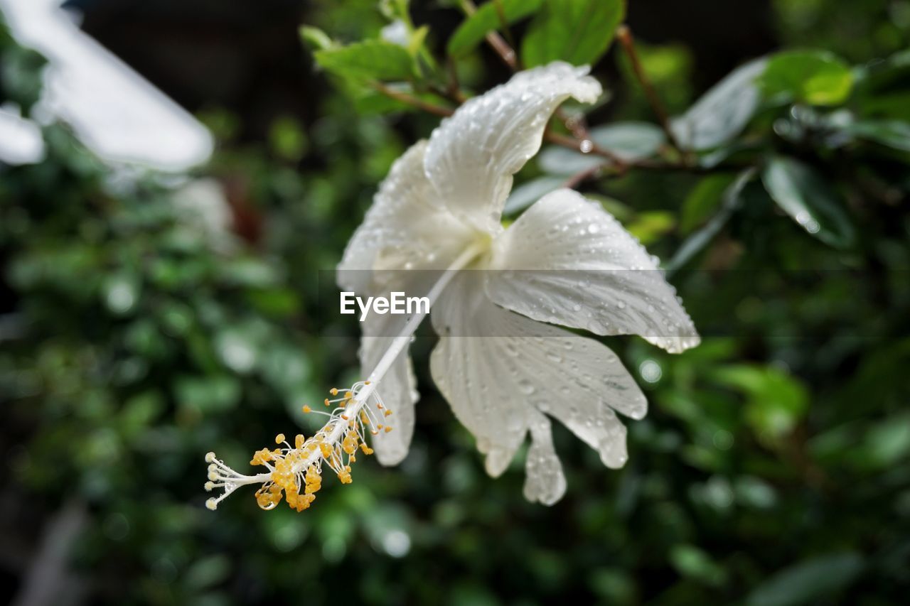 CLOSE-UP OF WHITE FLOWERS BY WATER