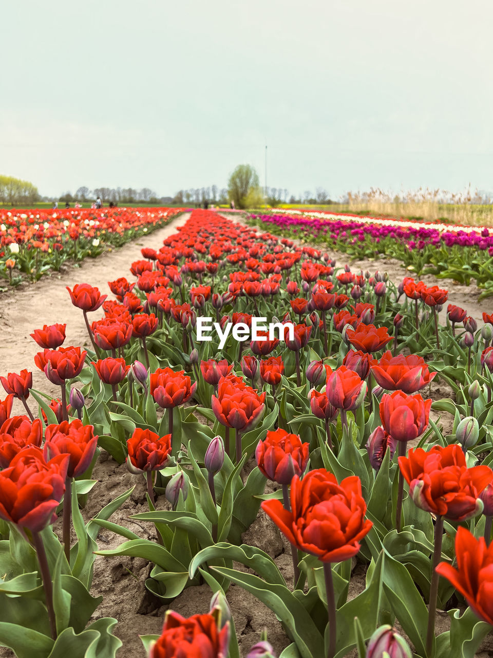 plant, flower, flowering plant, beauty in nature, freshness, nature, red, growth, tulip, sky, landscape, land, field, fragility, flowerbed, flower head, petal, environment, no people, inflorescence, agriculture, rural scene, abundance, botany, springtime, day, close-up, multi colored, outdoors, scenics - nature, cloud, tranquility, plant part, vibrant color, leaf, poppy, blossom, garden