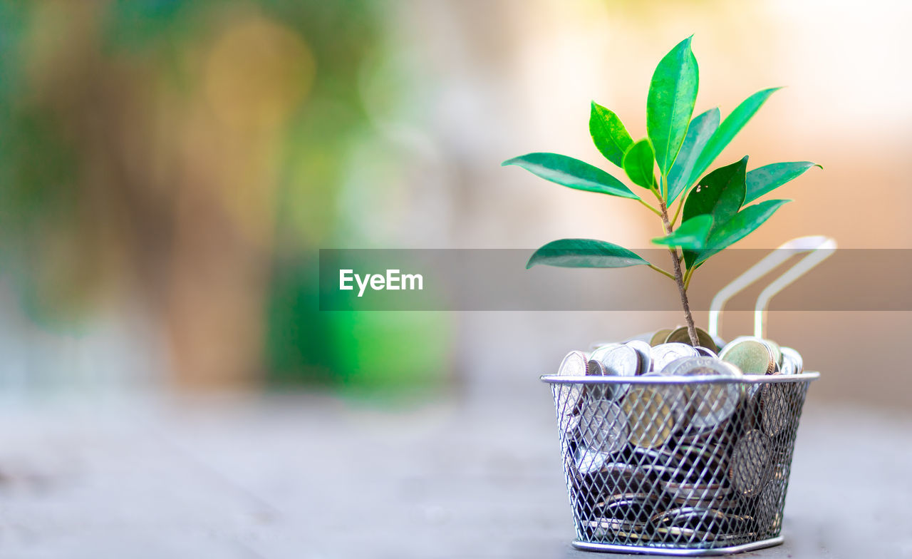 Close-up of potted plant against wall