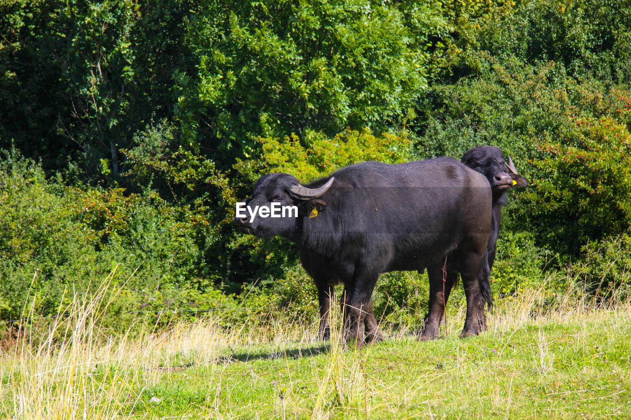 SHEEP IN FIELD