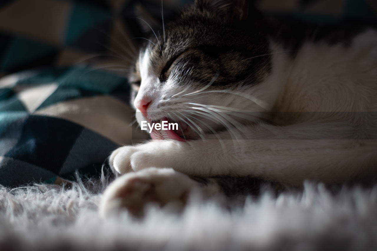 Close-up of cat sleeping on bed at home