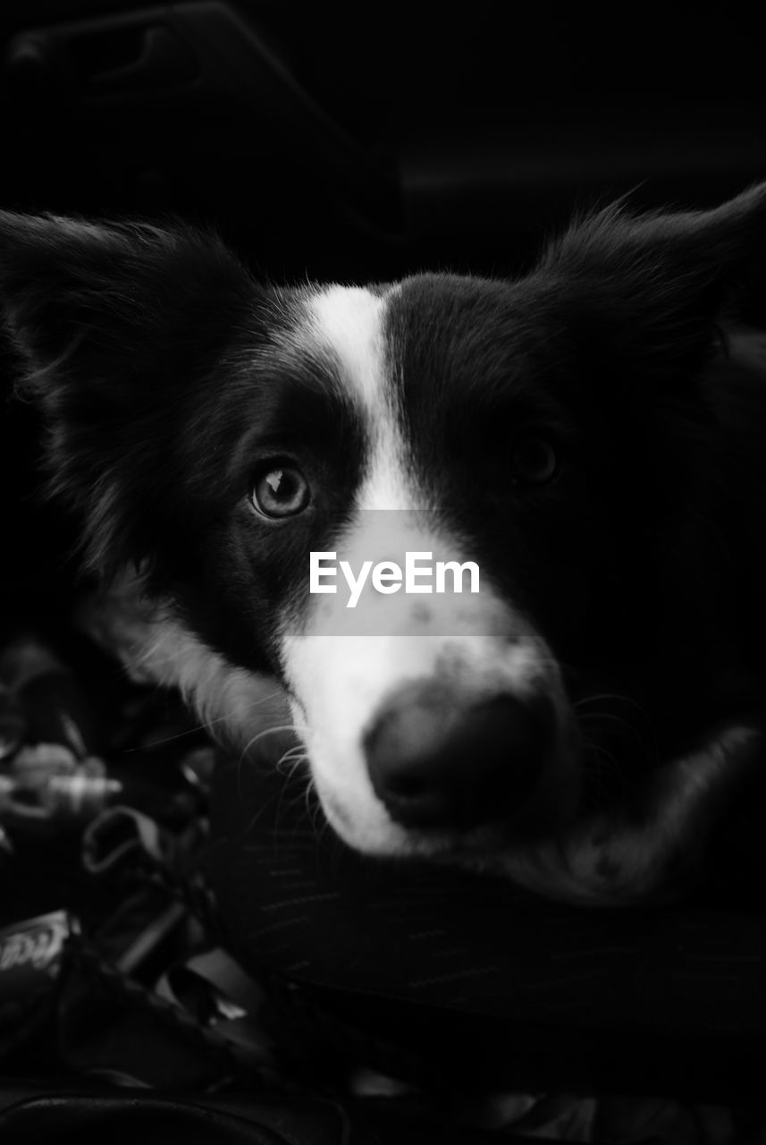 Close-up portrait of a dog